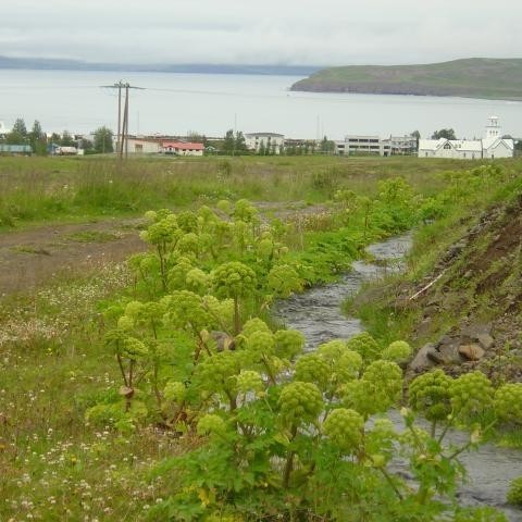 Ræsið að tjörninni, Dalvík í baksýn.